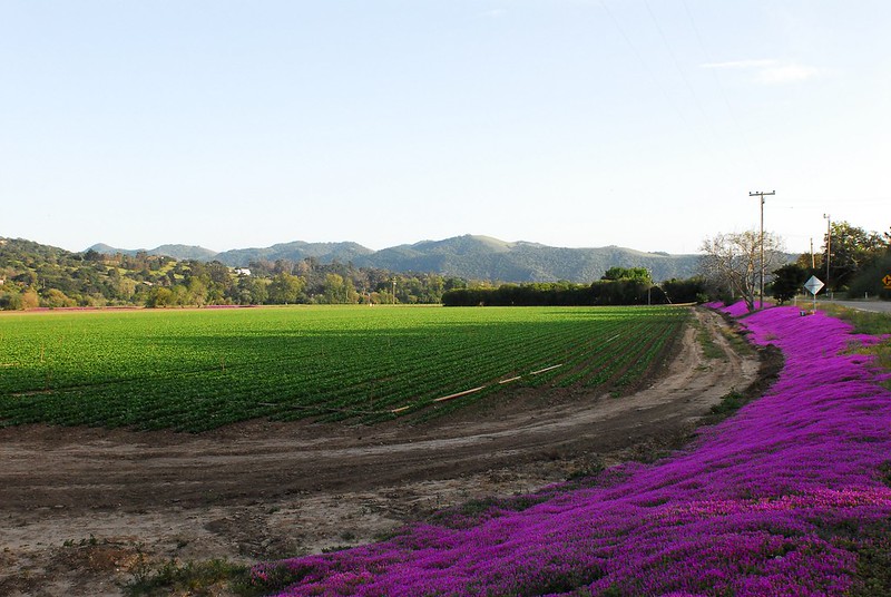 Agriculture field surrounded by a banking covered in purple flowers.