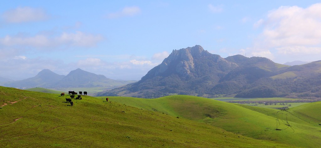 Picture of San Luis Obispo hills with cows grazing