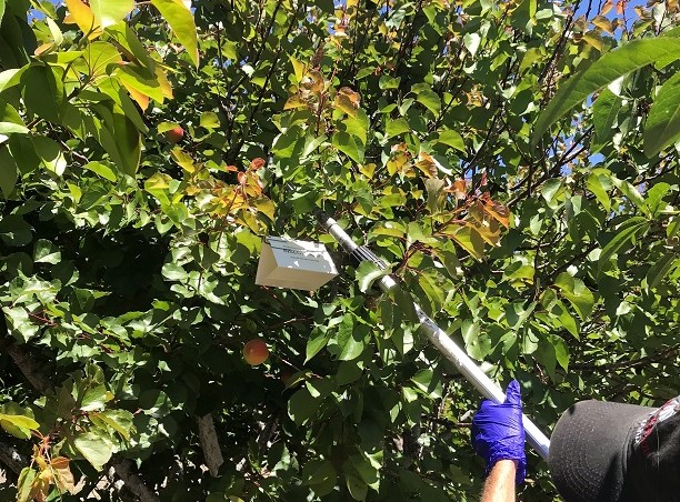 Jackson tent trap in apricot tree Click to view article, Seeking Help from the Public