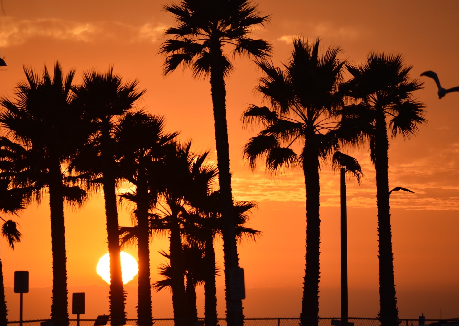 Palm trees with setting sun and orange sky