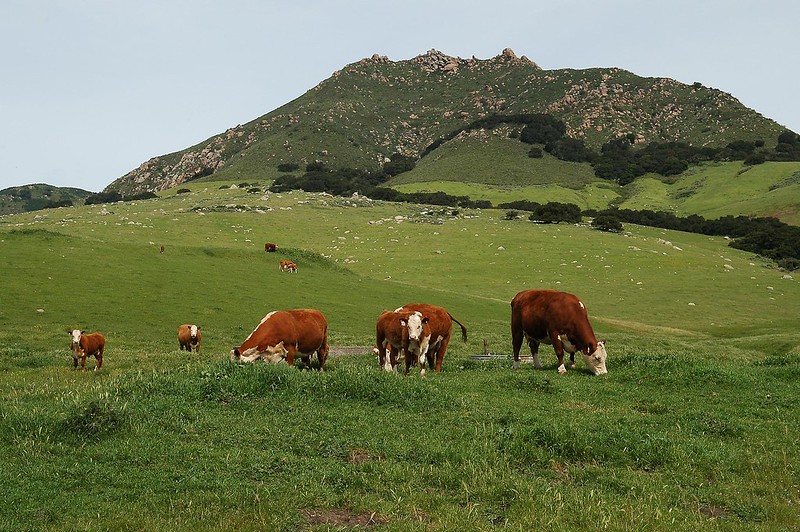 Brown and white cows eating grass in front of a hill.