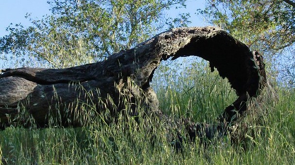 Fallen tree trunk with a hole through it laying in a field of grass.
