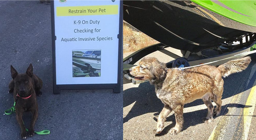 Left, black dog laying on asphalt beside a sign that reads  "RESTRAIN YOUR PET K-9 ON DUTY CHECKING FOR AQUATIC INVASIVE SPECIES" Right, golden colored dog walking on asphalt in front of a green boat.