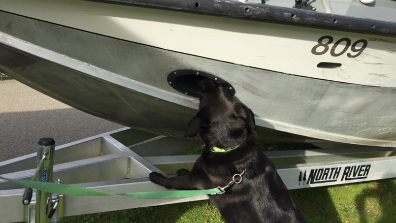 "Mussel Dog" sniffing out invasive aquatic species