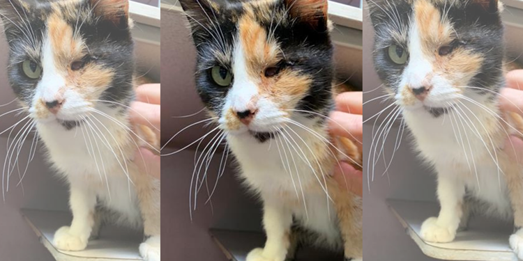 Josie, the one year old Calico cat.  Click to view article, May Pet of the Month: Josie 