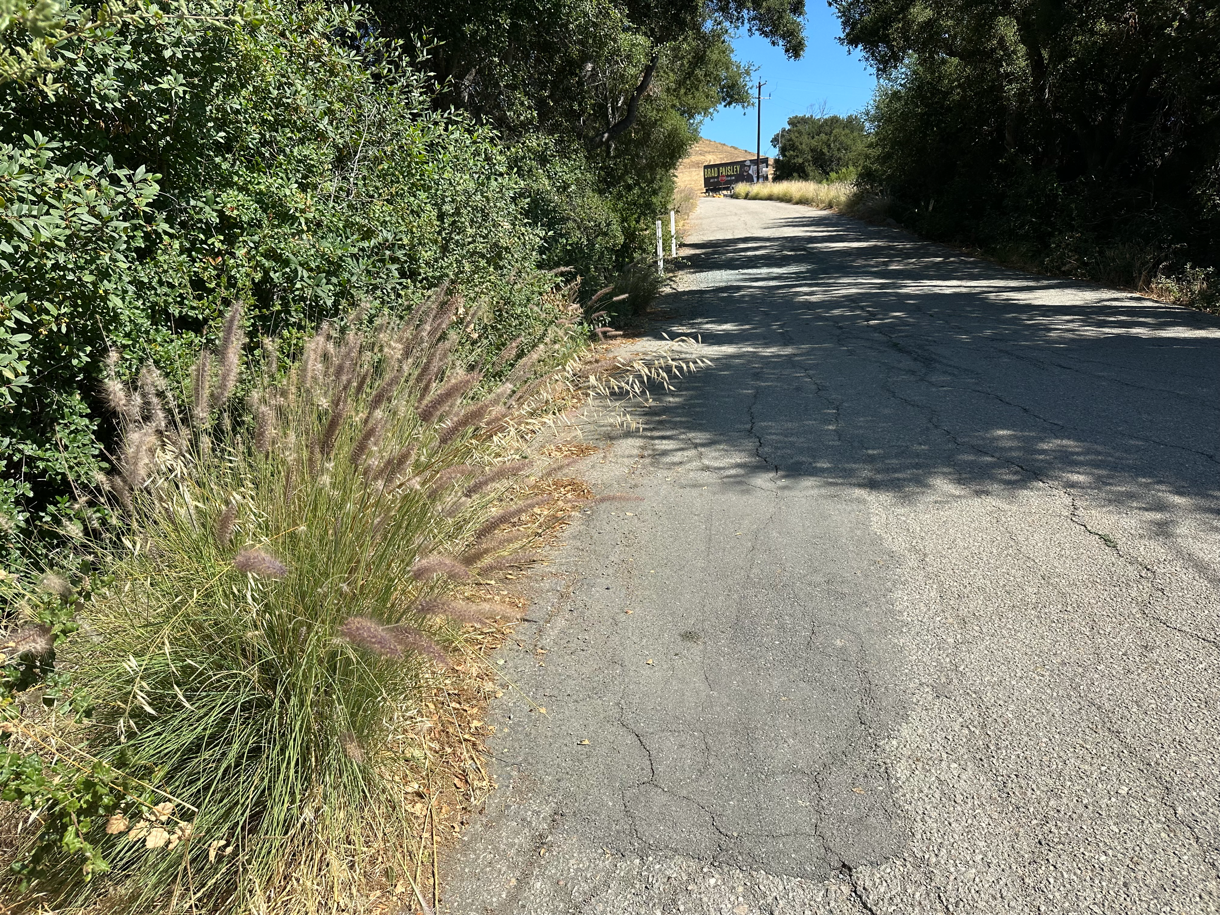 Image of a road running along side brush with white markers for a culvert ahead