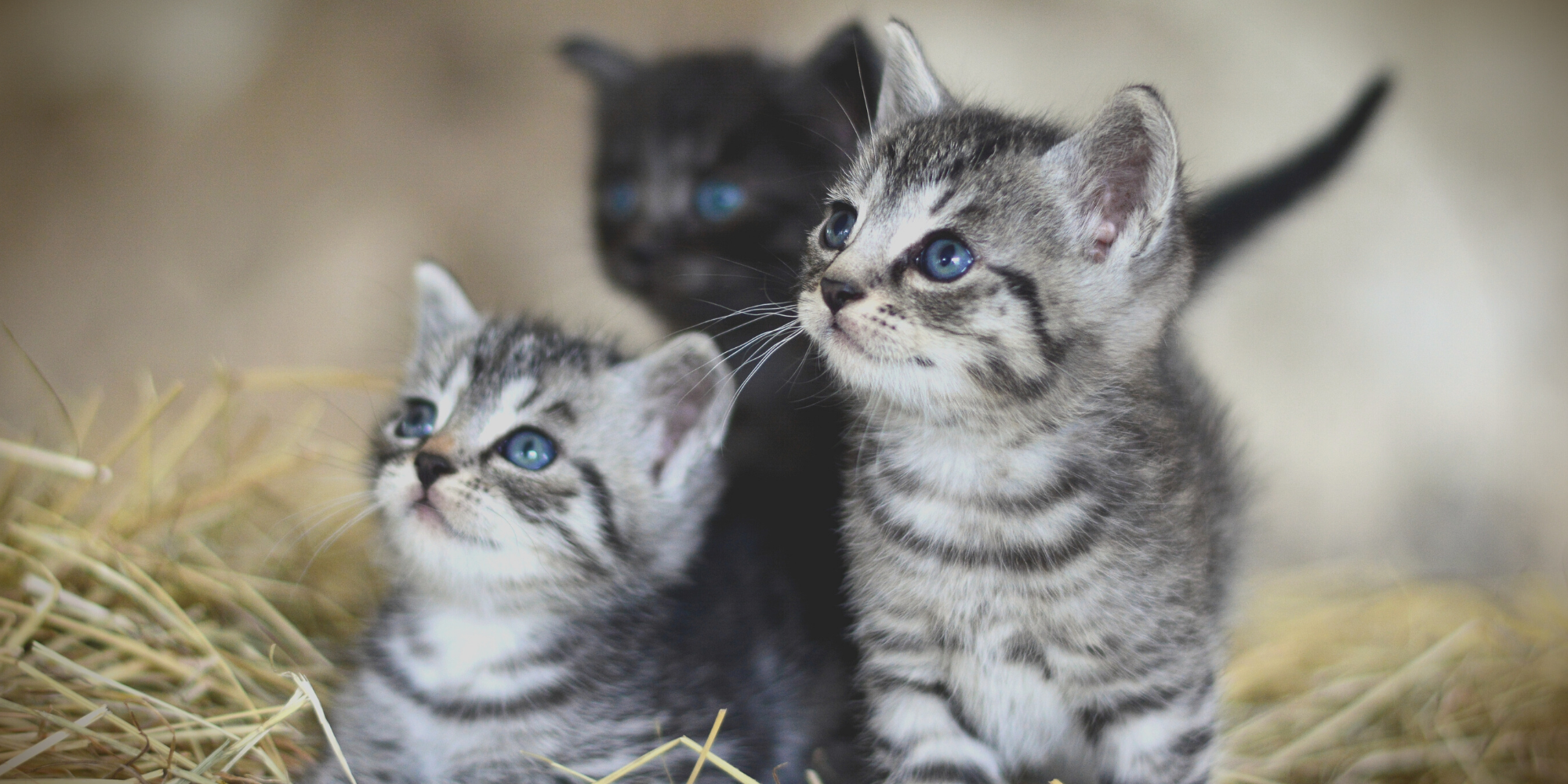 Kitten Season Is Here! - County of San Luis Obispo