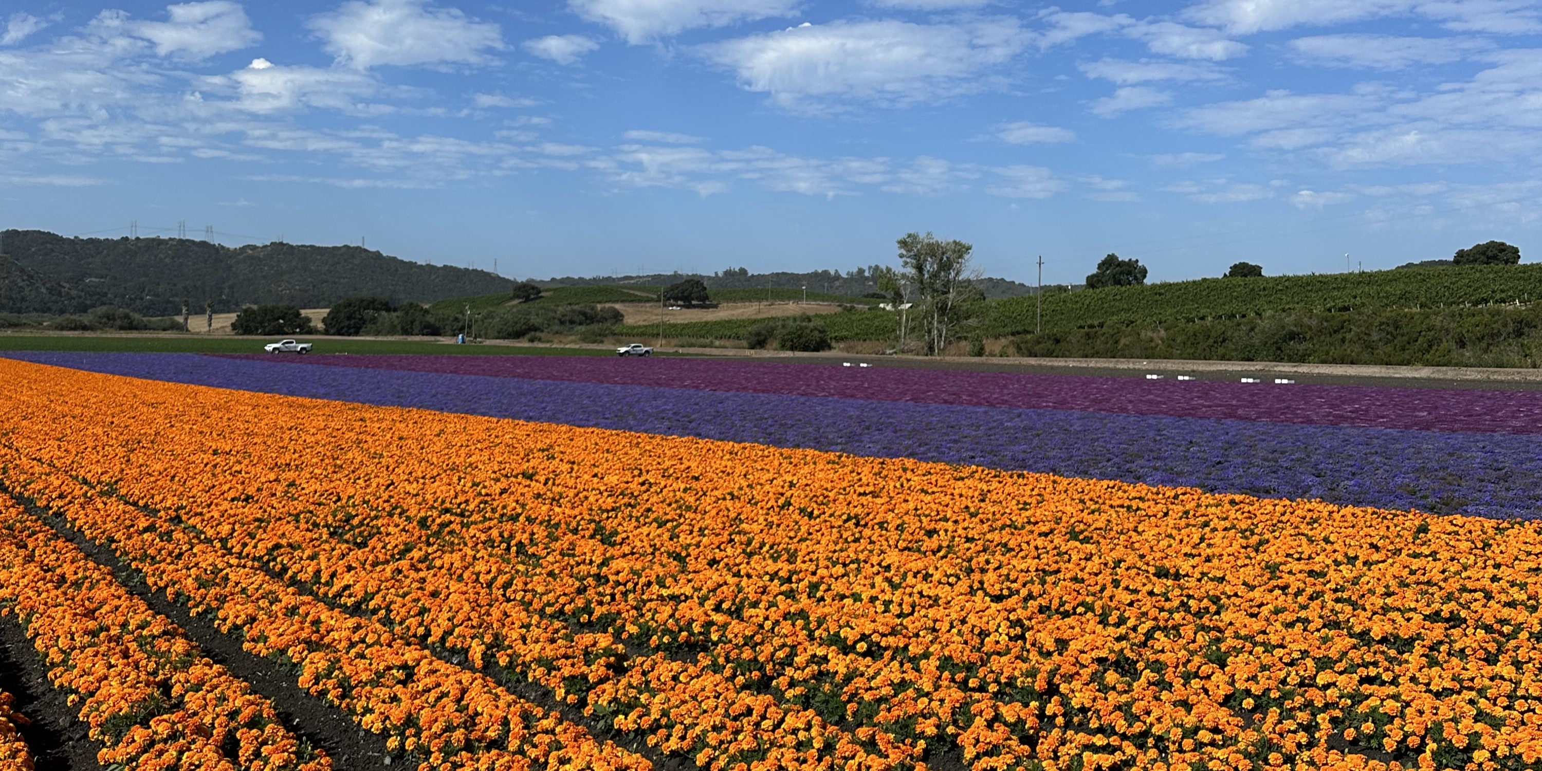 Colorful Field